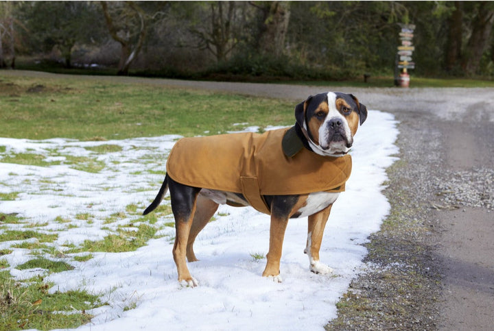 Carhartt® Dog Chore Coat - CTP0000505 - Premium dog apparel from Carhartt - Just $59.95! Shop now at Pat's Monograms