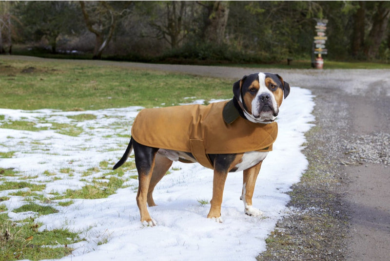 Carhartt® Dog Chore Coat - CTP0000505 - Premium dog apparel from Carhartt - Just $59.95! Shop now at Pat&