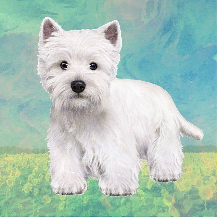 Wesh Highland Terrier Square Coaster - Premium  from E&S Pets - Just $4.95! Shop now at Pat's Monograms