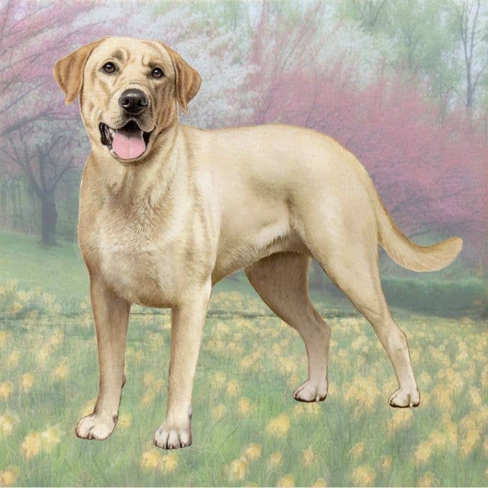 Labrador Yellow Square Coaster - Premium  from E&S Pets - Just $4.95! Shop now at Pat's Monograms