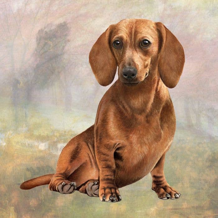 Dachshund Red Square Coaster - Premium  from E&S Pets - Just $4.95! Shop now at Pat's Monograms